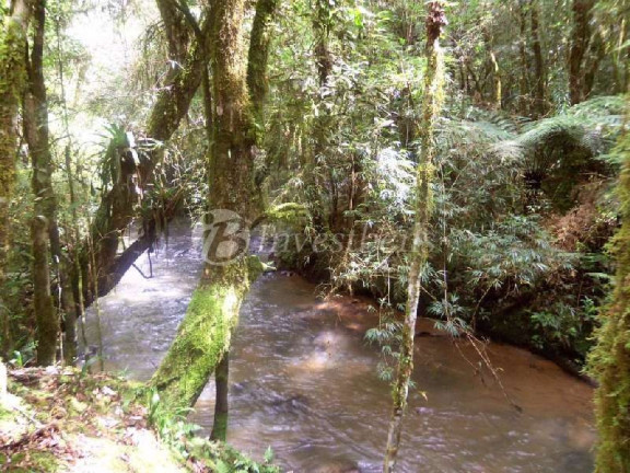 Imagem Imóvel com 2 Quartos à Venda, 87.670 m² em Centro - Tijucas Do Sul Imagem Imóvel com 2 Quartos à Venda, 87.670 m² em Centro - Tijucas Do Sul