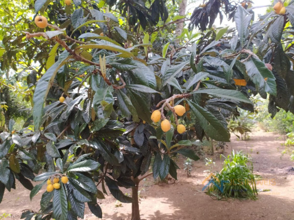Imagem Chácara com 3 Quartos à Venda, 194 m² em Campestre Da Faxina - São José Dos Pinhais Imagem Chácara com 3 Quartos à Venda, 194 m² em Campestre Da Faxina - São José Dos Pinhais