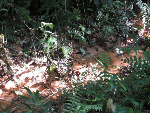Imagem Terreno à Venda, 36.260 m² em Colonia Murici - São José Dos Pinhais Imagem Terreno à Venda, 36.260 m² em Colonia Murici - São José Dos Pinhais