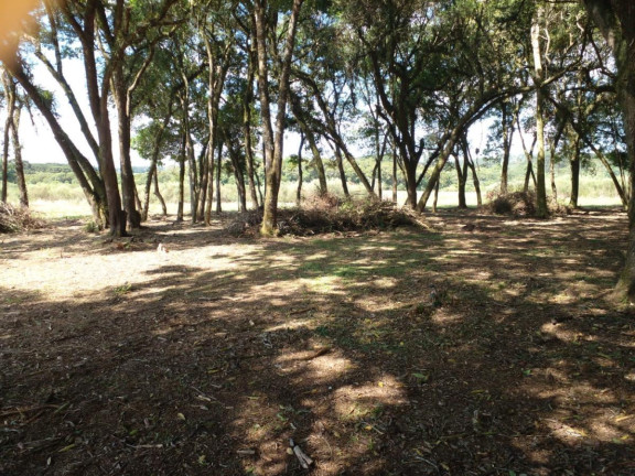 Imagem Terreno à Venda, 20.000 m² em Campo Largo Da Roseira - São José Dos Pinhais Imagem Terreno à Venda, 20.000 m² em Campo Largo Da Roseira - São José Dos Pinhais