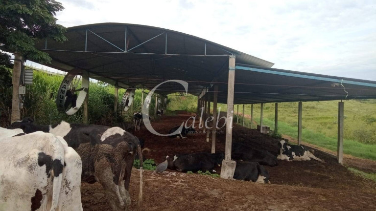 Imagem Chácara com 3 Quartos à Venda, 27 m² em área Rural De Casa Branca - Casa Branca Imagem Chácara com 3 Quartos à Venda, 27 m² em área Rural De Casa Branca - Casa Branca