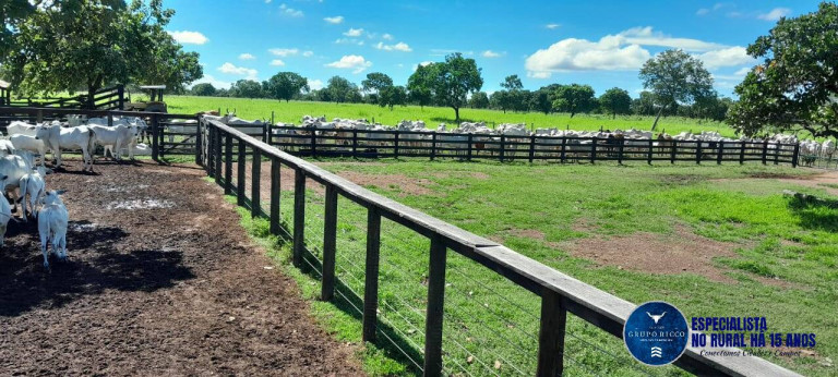 Imagem Fazenda à Venda, 294 m² em Zona Rural - Arraias Imagem Fazenda à Venda, 294 m² em Zona Rural - Arraias