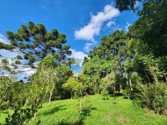 Imagem Imóvel com 3 Quartos à Venda, 51.000 m² em Campo Largo Da Roseira - São José Dos Pinhais Imagem Imóvel com 3 Quartos à Venda, 51.000 m² em Campo Largo Da Roseira - São José Dos Pinhais
