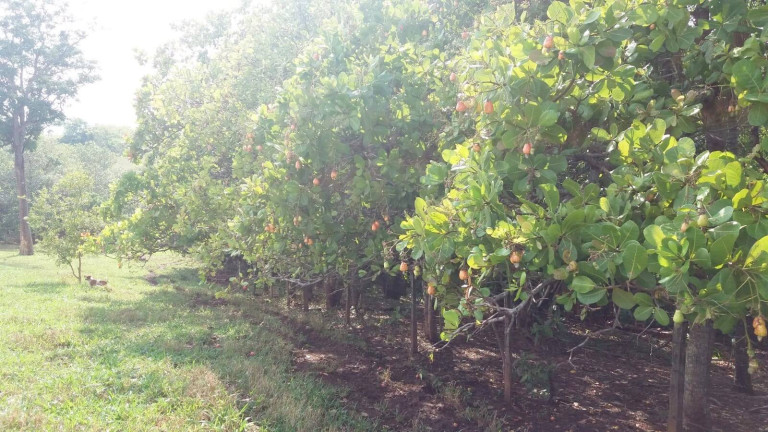 Imagem Chácara com 1 Quarto à Venda, 2 m² em Zona Rural - Bela Vista De Goiás
