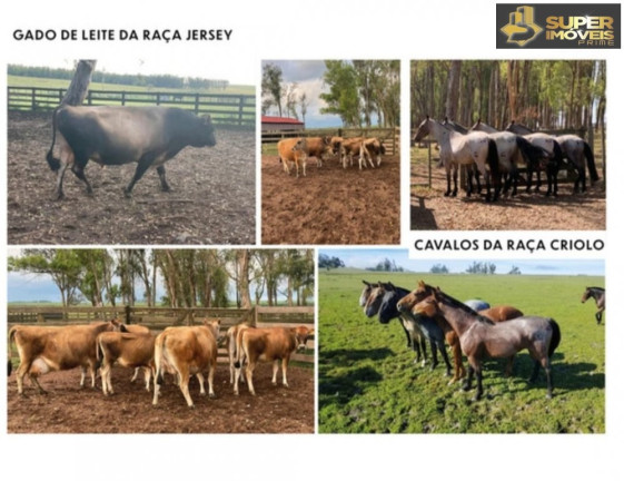 Imagem Imóvel com 3 Quartos à Venda, 25.000.000 m² em Prado - Santana Do Livramento