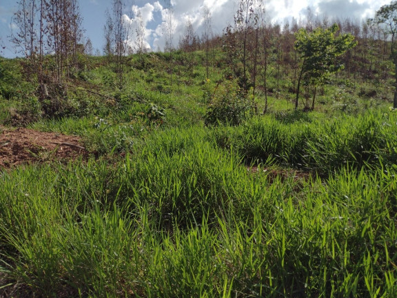 Imagem Fazenda à Venda, 100 m² em Centro - Guaratinguetá Imagem Fazenda à Venda, 100 m² em Centro - Guaratinguetá