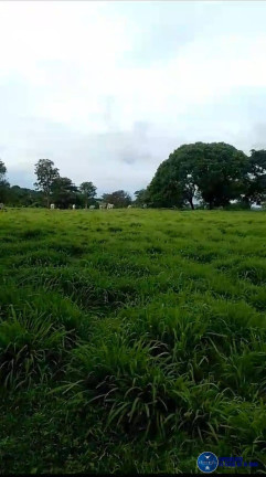 Imagem Chácara à Venda, 15 m² em Zona Rural - Matrinchã Imagem Chácara à Venda, 15 m² em Zona Rural - Matrinchã