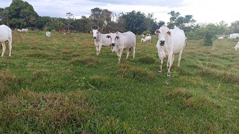 Imagem Fazenda à Venda, 100 m² em Estiva - Taubaté Imagem Fazenda à Venda, 100 m² em Estiva - Taubaté