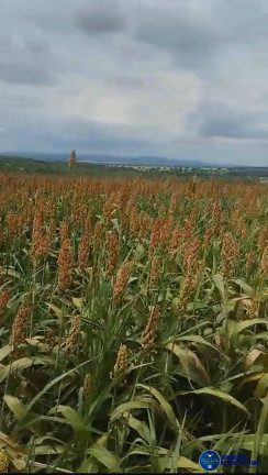 Imagem Fazenda à Venda, 102 m² em Zona Rural - Bom Jardim De Goiás Imagem Fazenda à Venda, 102 m² em Zona Rural - Bom Jardim De Goiás
