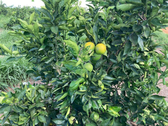 Imagem Fazenda à Venda, 121 m² em Rio Pardo - águas De Santa Bárbara Imagem Fazenda à Venda, 121 m² em Rio Pardo - águas De Santa Bárbara
