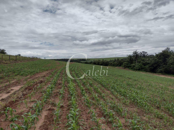 Imagem Chácara com 3 Quartos à Venda, 27 m² em área Rural De Casa Branca - Casa Branca Imagem Chácara com 3 Quartos à Venda, 27 m² em área Rural De Casa Branca - Casa Branca
