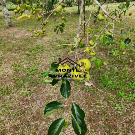 Imagem Chácara com 4 Quartos à Venda, 5.400 m² em Boa Vista - Mogi Das Cruzes