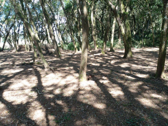 Imagem Terreno à Venda, 20.000 m² em Campo Largo Da Roseira - São José Dos Pinhais Imagem Terreno à Venda, 20.000 m² em Campo Largo Da Roseira - São José Dos Pinhais