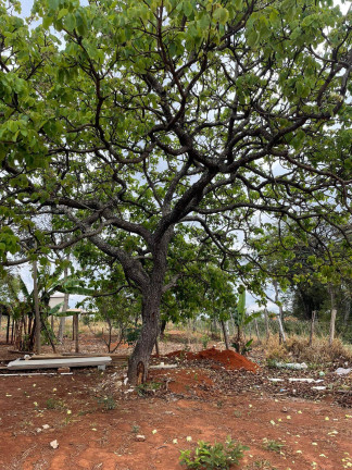 Imagem Chácara com 3 Quartos à Venda, 1 m² em Centro - Igarapé Imagem Chácara com 3 Quartos à Venda, 1 m² em Centro - Igarapé