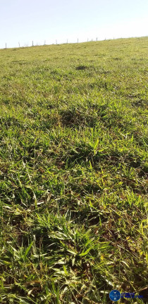 Imagem Chácara à Venda, 2 m² em Zona Rural - Petrolina De Goiás Imagem Chácara à Venda, 2 m² em Zona Rural - Petrolina De Goiás