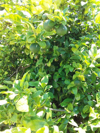 Imagem Chácara com 2 Quartos à Venda, 1 m² em Araçoiaba Da Serra Imagem Chácara com 2 Quartos à Venda, 1 m² em Araçoiaba Da Serra