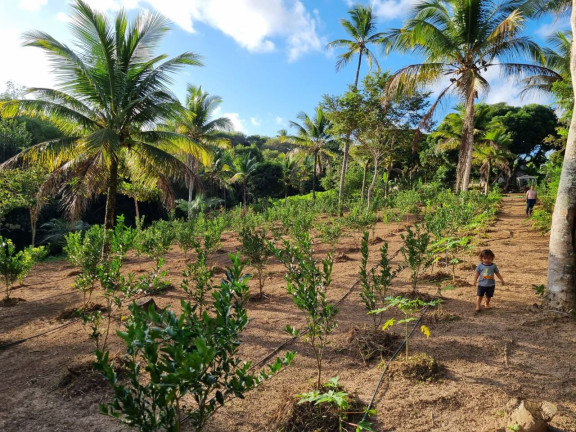Imagem Imóvel à Venda, 12.000 m² em Zona Rural - Camaçari