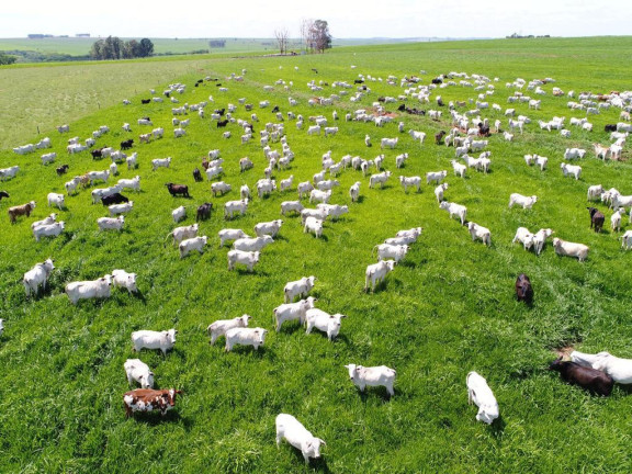 Imagem Fazenda à Venda, 632 m² em Rural - Echaporã