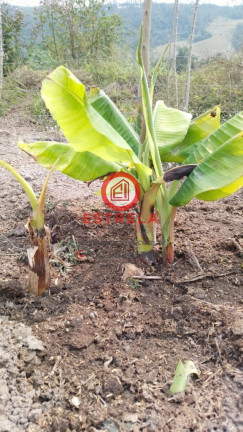 Imagem Imóvel à Venda, 2.000 m² em Chácara Itapoã - Jacareí Imagem Imóvel à Venda, 2.000 m² em Chácara Itapoã - Jacareí
