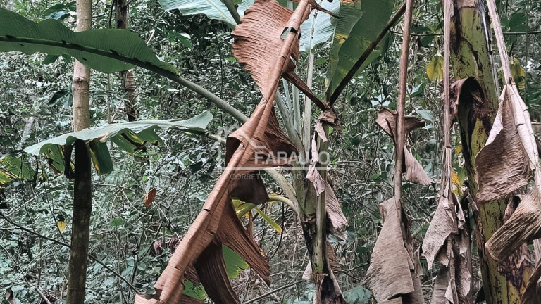 Imagem Imóvel com 4 Quartos à Venda, 440 m² em Araçoiabinha - Araçoiaba Da Serra