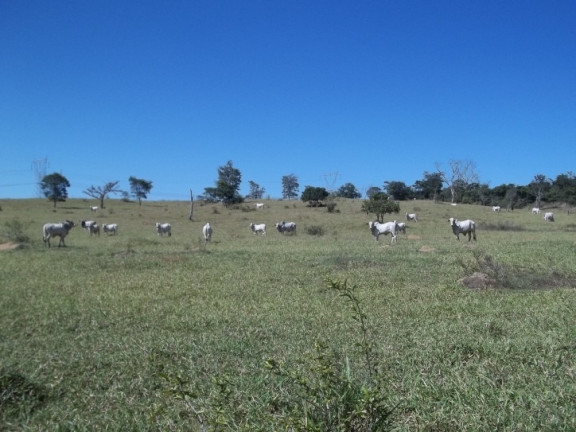 Imagem Fazenda à Venda, 222 m² em Zona Rural - Professor Jamil Imagem Fazenda à Venda, 222 m² em Zona Rural - Professor Jamil