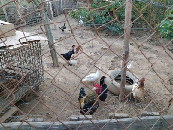 Imagem Chácara com 1 Quarto à Venda, 10 m² em Piraporão - Piedade Imagem Chácara com 1 Quarto à Venda, 10 m² em Piraporão - Piedade