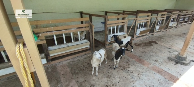 Imagem Fazenda à Venda, 5.000 m² em Alto Da Serra - São Roque Imagem Fazenda à Venda, 5.000 m² em Alto Da Serra - São Roque