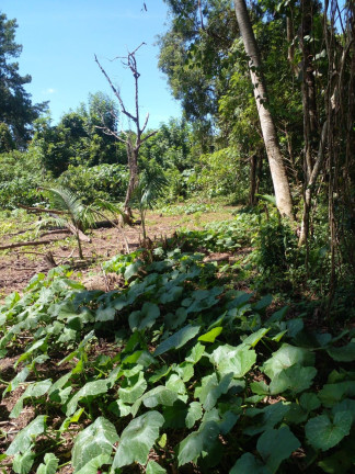Imagem Imóvel à Venda, 5.000 m² em Vila Aparecida - Suzano