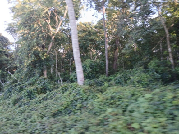 Imagem Chácara à Venda, 35 m² em Arapongas Imagem Chácara à Venda, 35 m² em Arapongas
