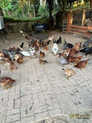Imagem Chácara com 4 Quartos à Venda, 52.000 m² em Miracatu Imagem Chácara com 4 Quartos à Venda, 52.000 m² em Miracatu