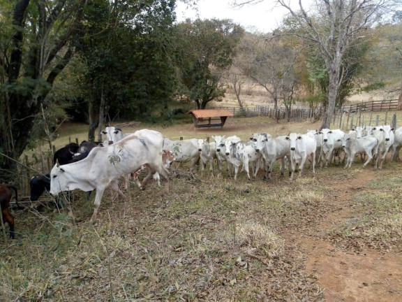 Imagem Chácara com 3 Quartos à Venda, 532 m² em Zona Rural - Cambuí Imagem Chácara com 3 Quartos à Venda, 532 m² em Zona Rural - Cambuí