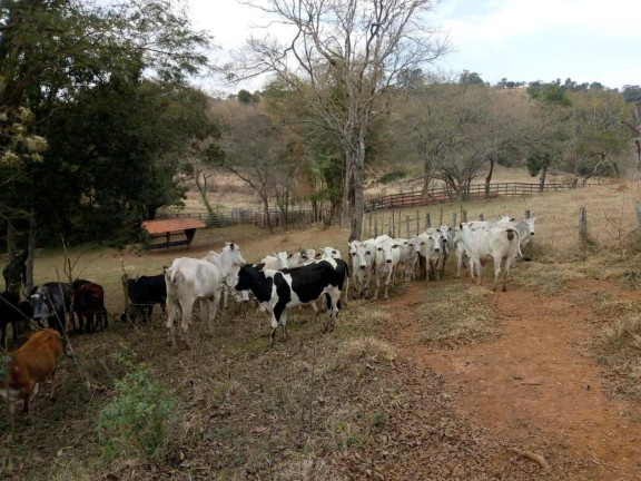 Imagem Chácara com 3 Quartos à Venda, 532 m² em Zona Rural - Cambuí Imagem Chácara com 3 Quartos à Venda, 532 m² em Zona Rural - Cambuí