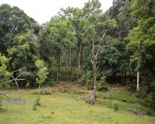 Imagem Imóvel à Venda, em Linha Imperial - Nova Petrópolis Imagem Imóvel à Venda, em Linha Imperial - Nova Petrópolis