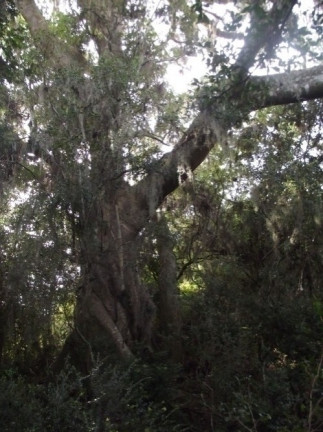 Imagem Chácara à Venda, 8 m² em águas Claras - Viamão Imagem Chácara à Venda, 8 m² em águas Claras - Viamão