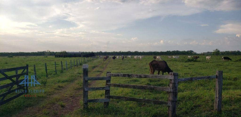 Imagem Fazenda à Venda, 2.190.000 m² em Alça Viaria - Acará Imagem Fazenda à Venda, 2.190.000 m² em Alça Viaria - Acará
