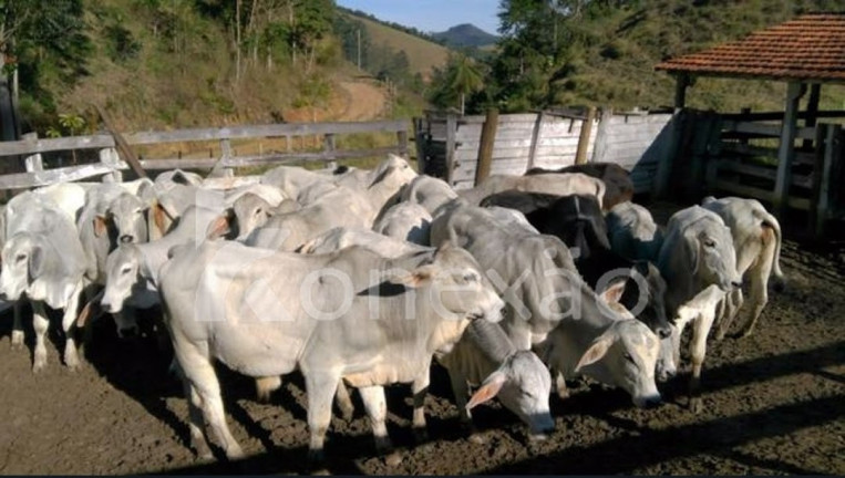 Imagem Fazenda à Venda, 90 m² em Pouso Alto - Natividade Da Serra Imagem Fazenda à Venda, 90 m² em Pouso Alto - Natividade Da Serra