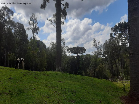 Imagem Terreno à Venda, 2 m² em Linha Imperial - Nova Petrópolis Imagem Terreno à Venda, 2 m² em Linha Imperial - Nova Petrópolis