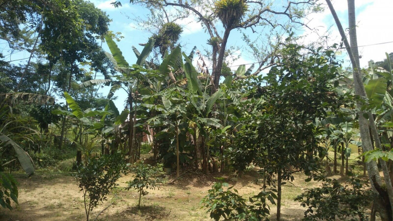 Imagem Chácara com 1 Quarto à Venda, 1.000 m² em Praia Da Maranduba - Ubatuba