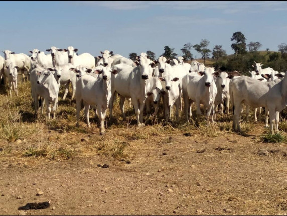 Imagem Fazenda à Venda, 411 m² em Nobres Imagem Fazenda à Venda, 411 m² em Nobres