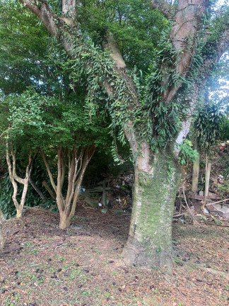 Imagem Fazenda à Venda, 1.560 m² em Vila Caputera - Mogi Das Cruzes Imagem Fazenda à Venda, 1.560 m² em Vila Caputera - Mogi Das Cruzes