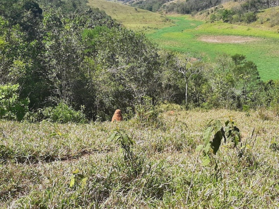 Imagem Fazenda à Venda, 200 m² em Canaã I - Jambeiro Imagem Fazenda à Venda, 200 m² em Canaã I - Jambeiro