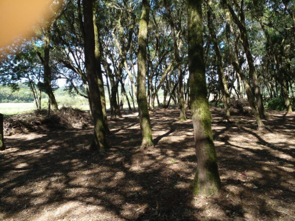 Imagem Terreno à Venda, 20.000 m² em Campo Largo Da Roseira - São José Dos Pinhais Imagem Terreno à Venda, 20.000 m² em Campo Largo Da Roseira - São José Dos Pinhais