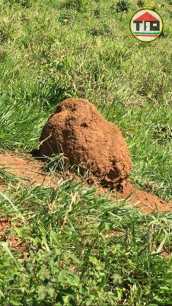 Imagem Fazenda à Venda, 8.131.200 m² em Logradouro Sem Nome, Novo Repartimento - Pa, 68473-000, Brasil -4.759492, -49.588326 - Novo Repartimento Imagem Fazenda à Venda, 8.131.200 m² em Logradouro Sem Nome, Novo Repartimento - Pa, 68473-000, Brasil -4.759492, -49.588326 - Novo Repartimento