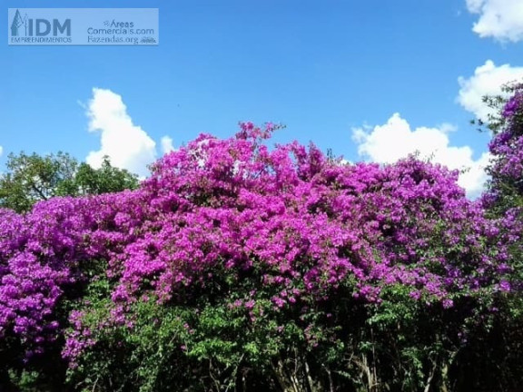 Imagem Chácara à Venda, 853.800 m² em Centro - Carvalhos Imagem Chácara à Venda, 853.800 m² em Centro - Carvalhos