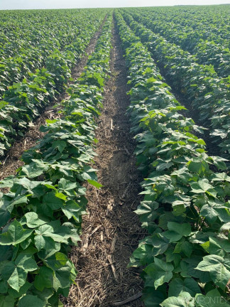 Imagem Fazenda à Venda, 34.060.000 m² em Zona Rural - Novo São Joaquim Imagem Fazenda à Venda, 34.060.000 m² em Zona Rural - Novo São Joaquim