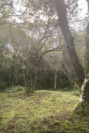 Imagem Terreno à Venda, 2 m² em Jordão (dona Lucinda) - Governador Celso Ramos Imagem Terreno à Venda, 2 m² em Jordão (dona Lucinda) - Governador Celso Ramos