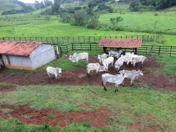 Imagem Imóvel com 3 Quartos à Venda, 448.000 m² em Roseta - Cambuí