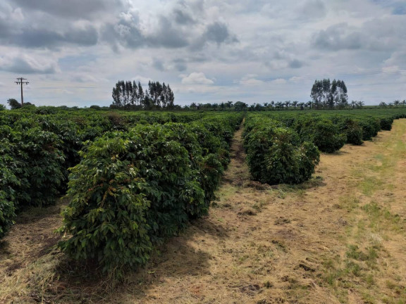Imagem Fazenda à Venda, 60 m² em Piumhi Imagem Fazenda à Venda, 60 m² em Piumhi