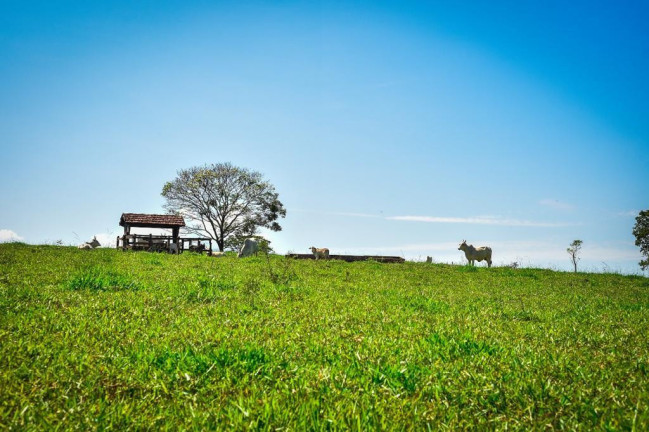 Imagem Fazenda à Venda, 2.000 m² em Zona Rural - Conquista Imagem Fazenda à Venda, 2.000 m² em Zona Rural - Conquista