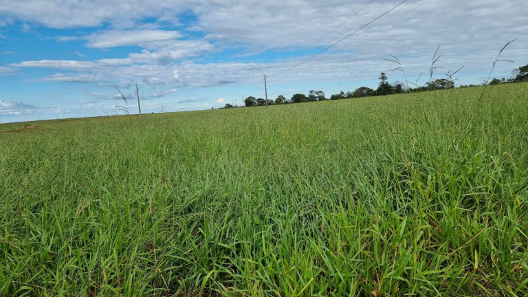 Imagem Fazenda à Venda, 2.400 m² em Paranatinga Imagem Fazenda à Venda, 2.400 m² em Paranatinga